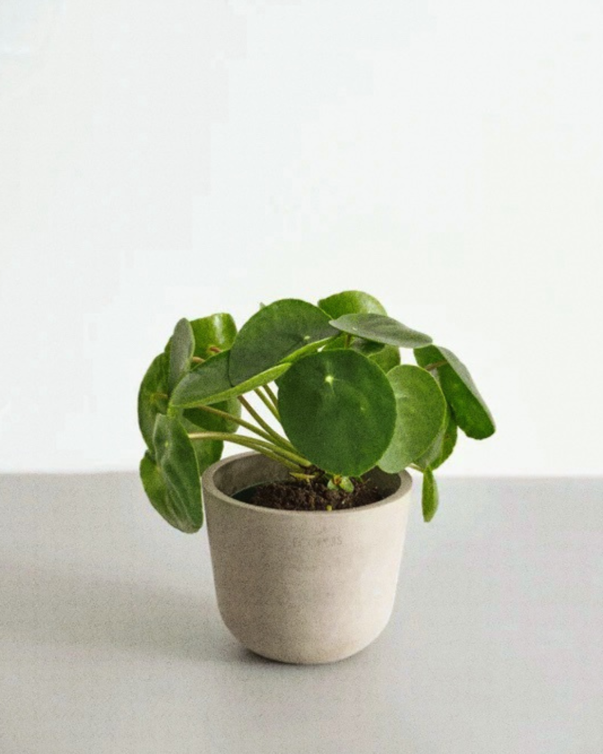 Pirea Peperomioidesu